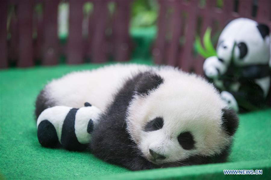 MALAYSIA-KUALA LUMPUR-CHINA-GIANT PANDA CUB-DEBUT