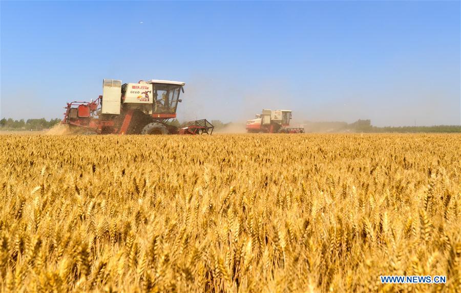 CHINA-HEBEI-WHEAT HARVEST(CN)
