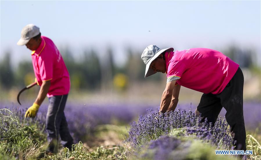 CHINA-XINJIANG-LAVENDER-HARVEST (CN)