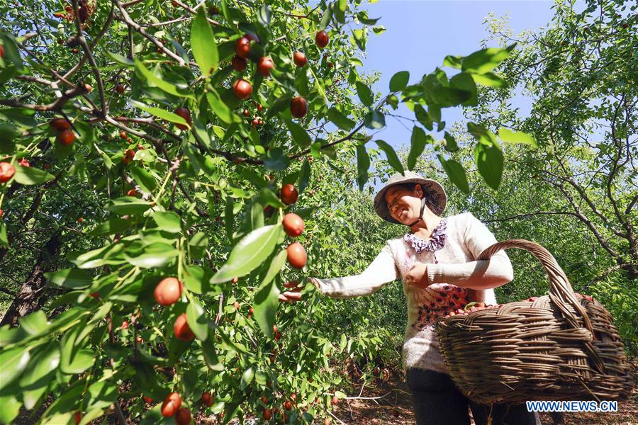 #CHINA-HEBEI-TANGSHAN-JUJUBE-HARVEST (CN)