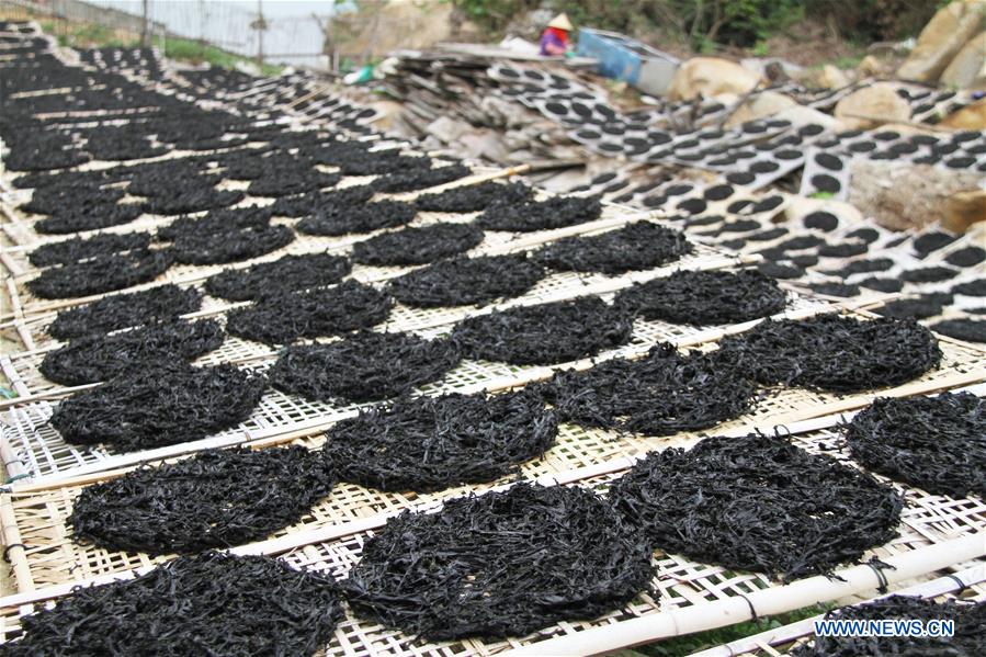 #CHINA-GUANGDONG-NAN'AO-DRIED LAVER (CN)