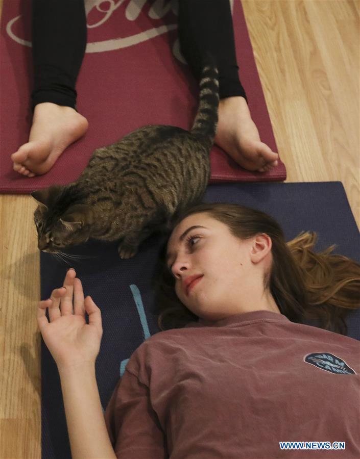 U.S.-HOUSTON-YOGA-CATS
