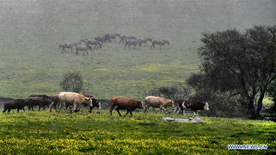 CHINA-SHAANXI-BAOJI-GUANSHAN GRASSLAND (CN)