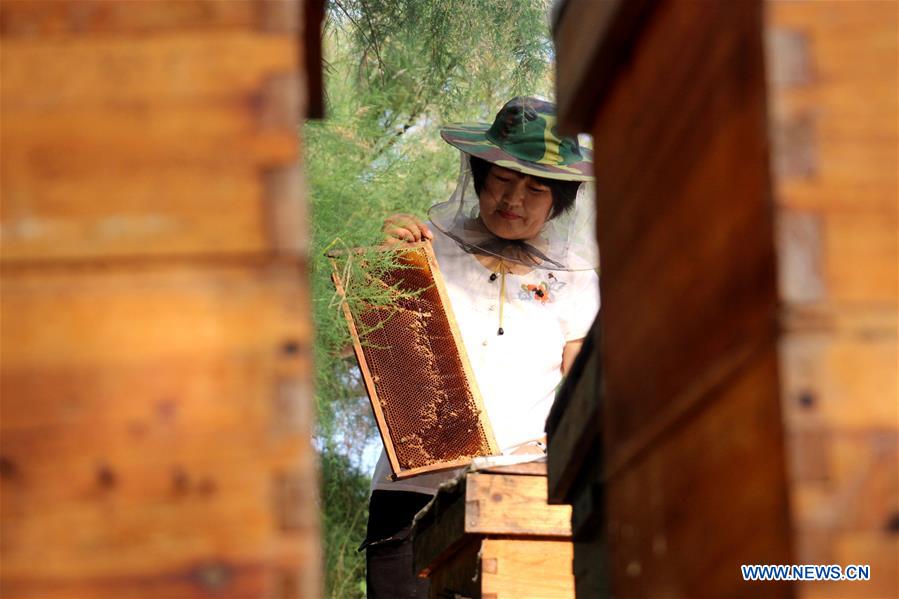 #CHINA-SHANDONG-BINZHOU-HONEY COLLECTION (CN)