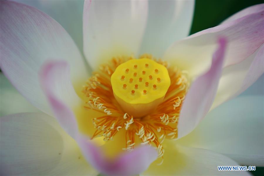 U.S.-WASHINGTON D.C.-SUMMER-GARDEN-SCENERY