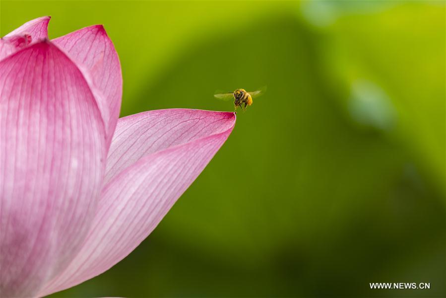 #CHINA-SUMMER-LOTUS (CN)