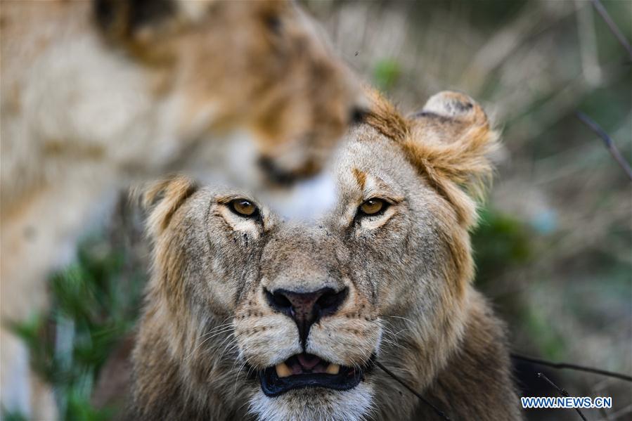 KENYA-ECOLOGY-CHINA-BEIJING-HORTICULTURAL EXPO-KENYA DAY