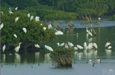 肯尼亞將制定國(guó)家計(jì)劃保護(hù)紅樹林