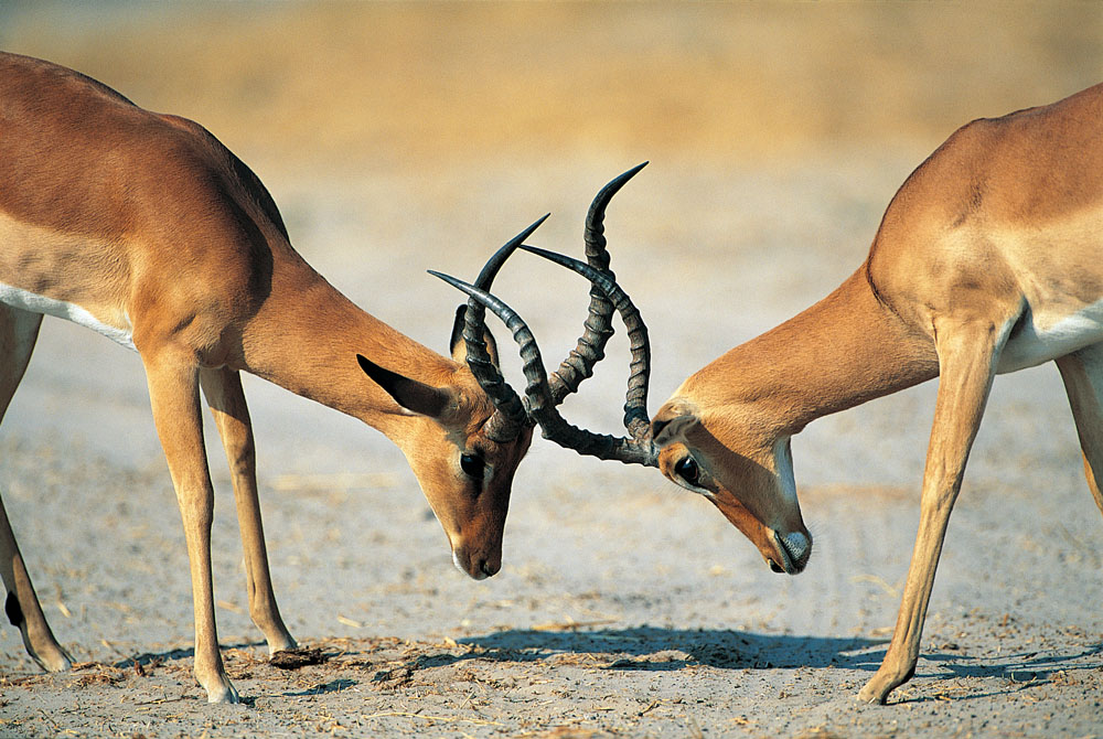 方正集團(tuán)三高管接受調(diào)查 方正、政泉纏斗始末