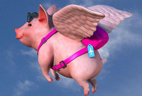 從尋風(fēng)、找豬到穿秋褲