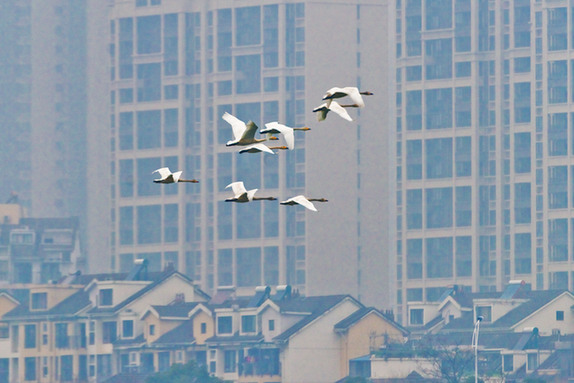 江西經(jīng)濟轉(zhuǎn)型求變：注入生態(tài)、創(chuàng)新、智能多重因子