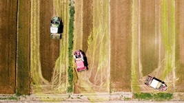 夏糧，穩(wěn)！