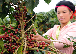 云南省創(chuàng)新農產品品牌 不斷提高知名度