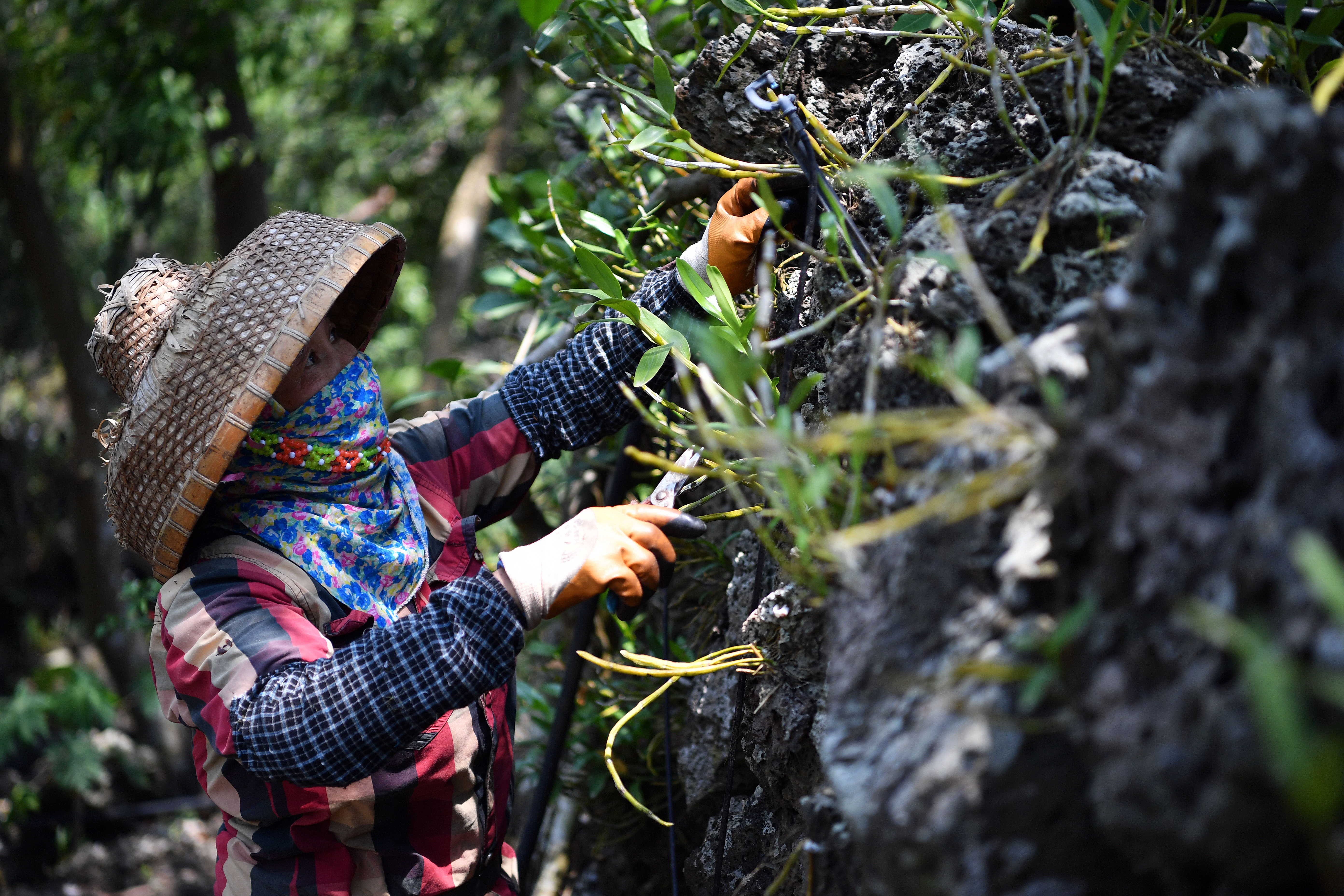 【圖集】海南施茶村：火山石上開出幸?；? /></a>
            <p class=
