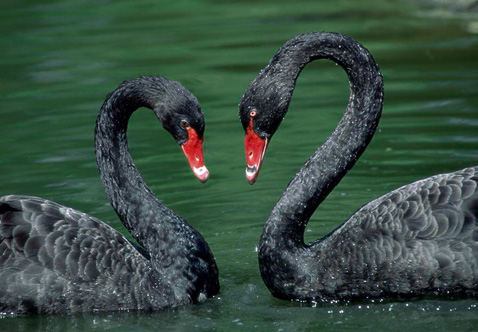 海康威視&ldquo;黑天鵝&rdquo;驚魂兩天