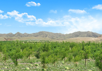 形成農(nóng)林牧、生態(tài)濕地等非主營業(yè)務(wù)