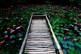 踱步花間，邂逅美麗