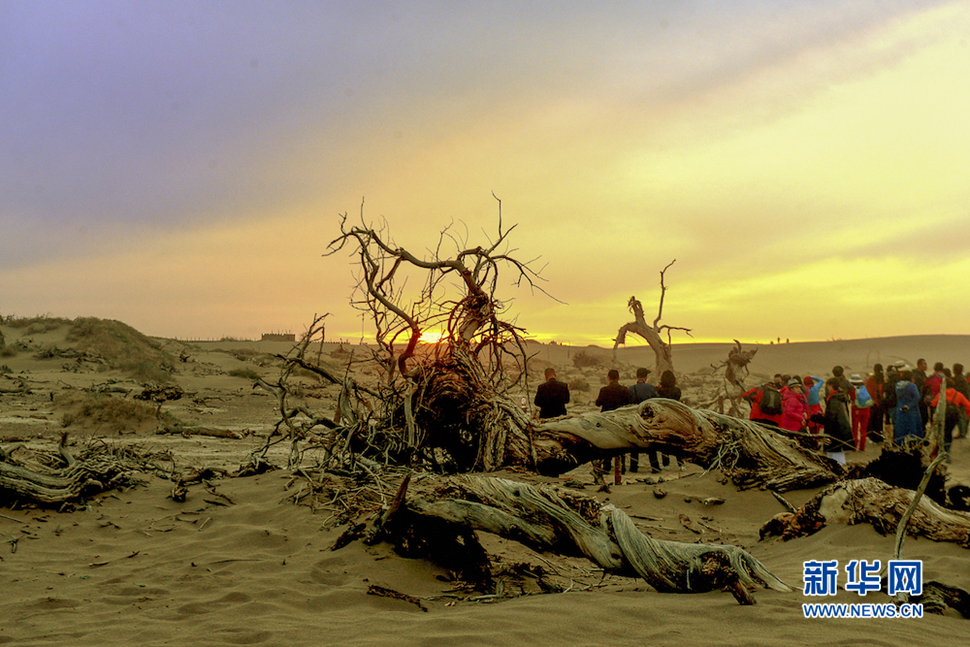 千年胡楊，不朽傳奇