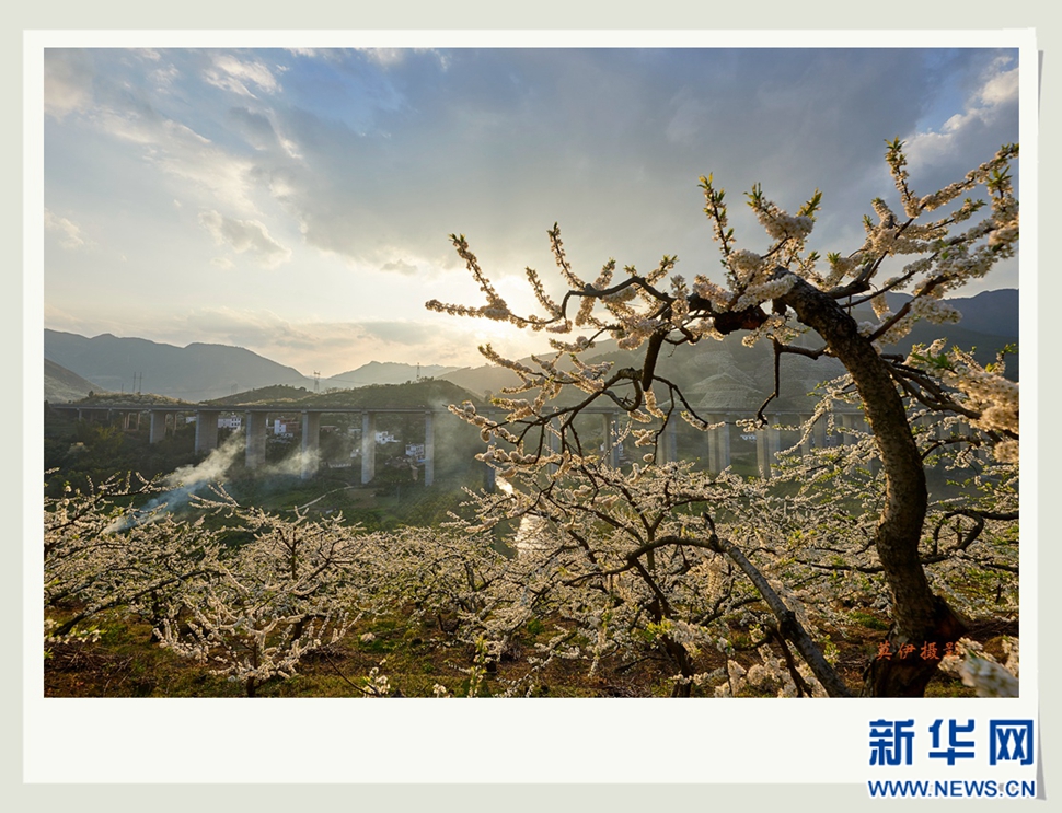 李花白，彩霞紅，春意濃