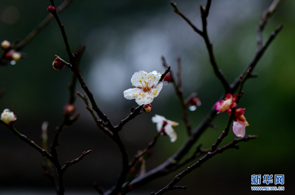 疏影橫斜，暗香浮動