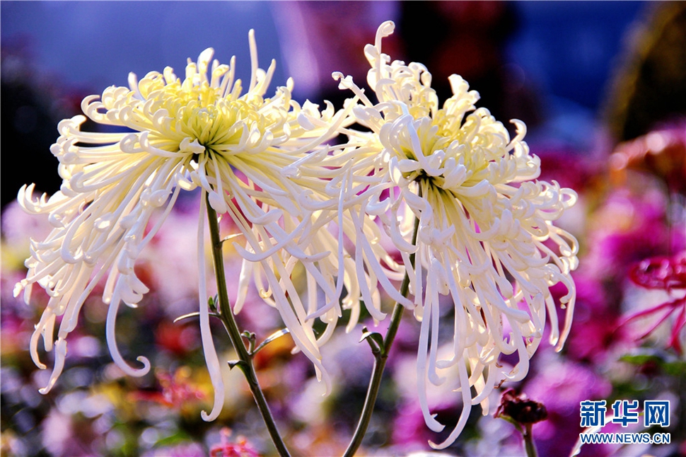 金秋時節(jié)，菊潤車城