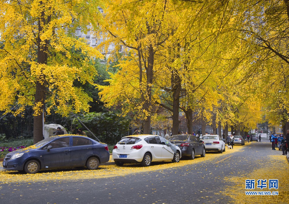 冬日暖陽(yáng)，成都的銀杏已滿地