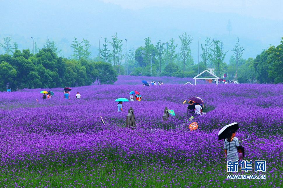 雨中游蓀湖花海，美翻了！