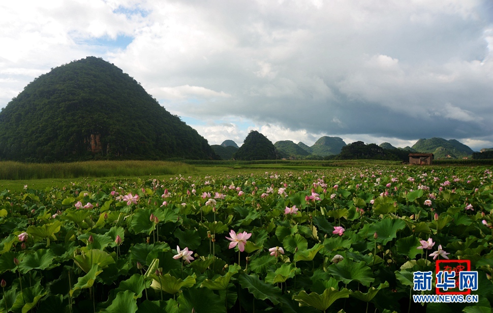 一生一世，萬畝荷花