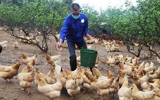 雞&ldquo;急&rdquo;銷(xiāo)售　多方聯(lián)動(dòng)拓寬銷(xiāo)路