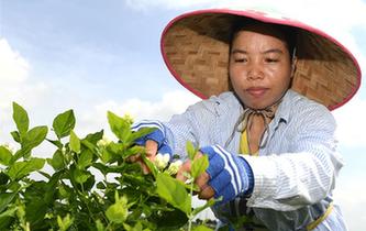 &ldquo;中國(guó)茉莉之鄉(xiāng)&rdquo;茉莉花全面上市