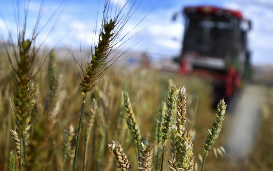 豐收的喜悅！看，各地秋收忙