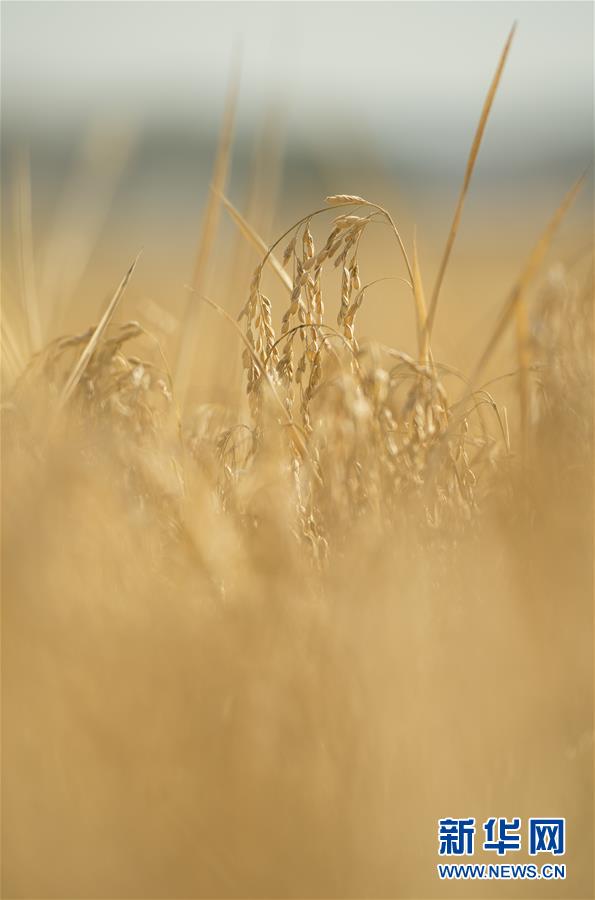 （經濟）（12）吉林延邊：金秋十月 稻谷飄香