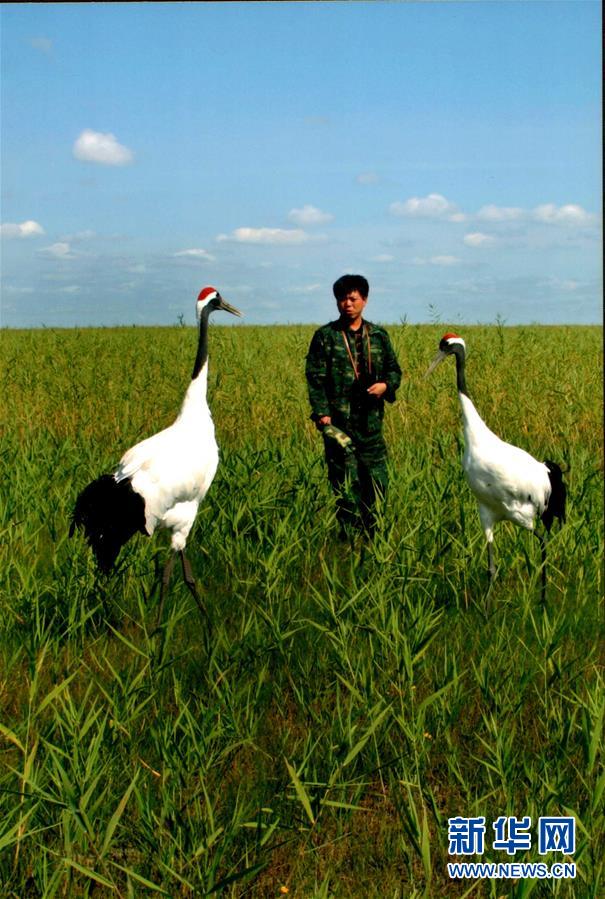 （圖文互動(dòng)&middot;新華全媒頭條）（6）一家人與一群鶴的生死相守