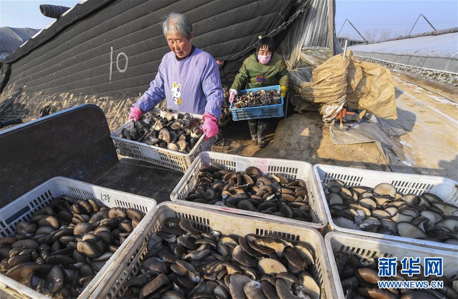 （經(jīng)濟）（2）河北武強：小蘑菇做成扶貧大產業(yè)