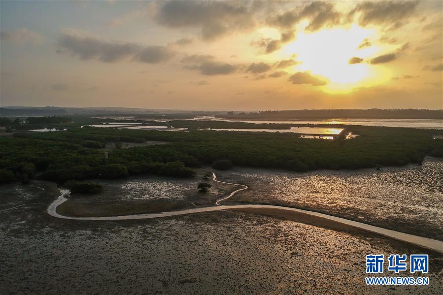 （圖文互動）（1）十年樹木、紅樹成林&mdash;&mdash;&ldquo;海上森林&rdquo;回歸記