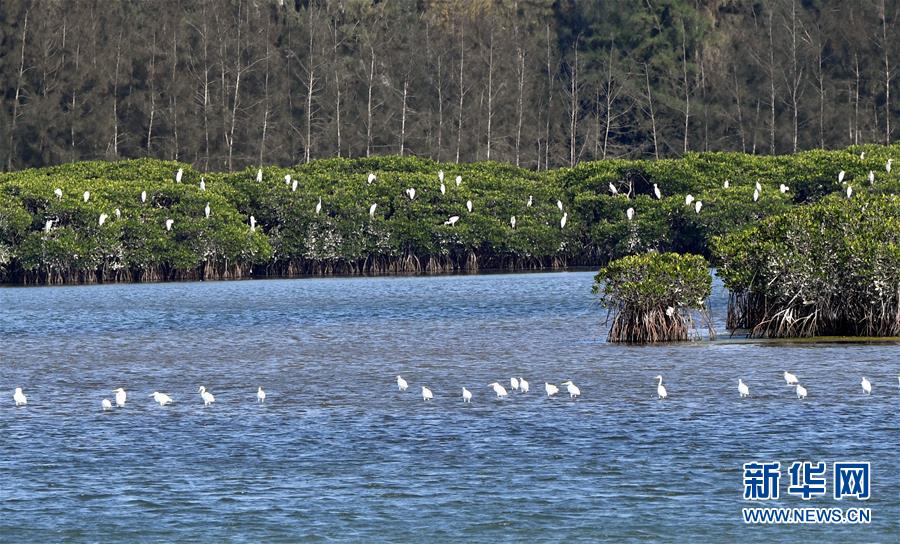 （圖文互動）（2）十年樹木、紅樹成林&mdash;&mdash;&ldquo;海上森林&rdquo;回歸記