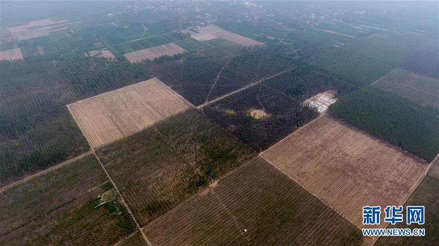 （在習(xí)近平新時代中國特色社會主義思想指引下&mdash;&mdash;新時代新氣象新作為&middot;圖文互動）（3）河南民權(quán)：三代造林人接力68年播綠黃河故道