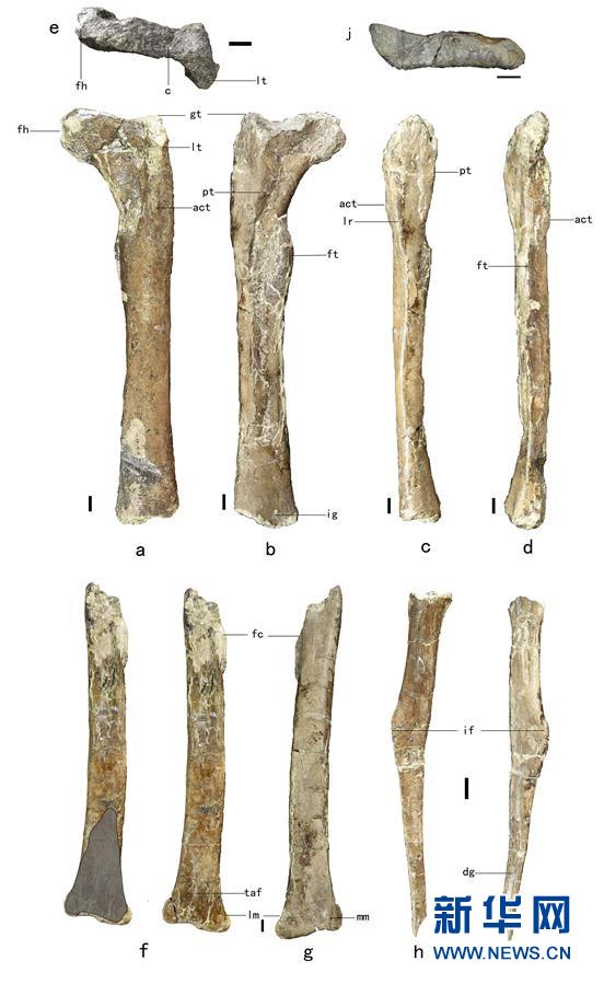 （XHDW&middot;圖文互動）（2）山東諸城發(fā)現(xiàn)小型獸腳類恐龍&ldquo;趙氏怪腳龍&rdquo;