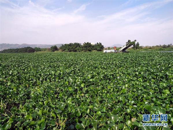 （圖文互動(dòng)）（4）&ldquo;白練&rdquo;變&ldquo;黑龍&rdquo;，江河變&ldquo;草原&rdquo;－－粵東母親河為何污染20多年難治理？