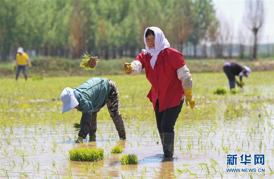 (社會(huì))(2)昔日鹽堿地 今日插秧忙