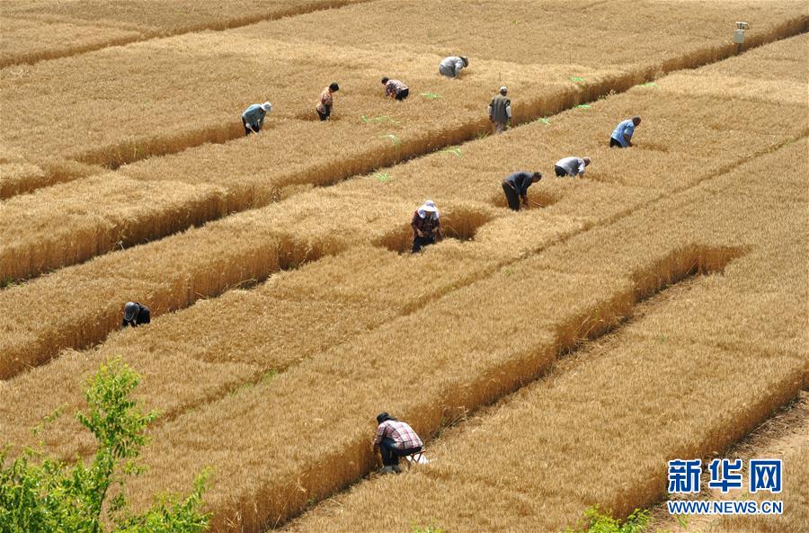 （經(jīng)濟(jì)）（2）把脈&ldquo;渤海糧倉(cāng)&rdquo;促增產(chǎn)