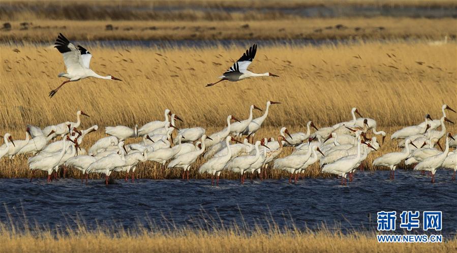 （壯闊東方潮 奮進(jìn)新時(shí)代&mdash;&mdash;慶祝改革開放40年）（12）美麗中華大地書寫綠色傳奇