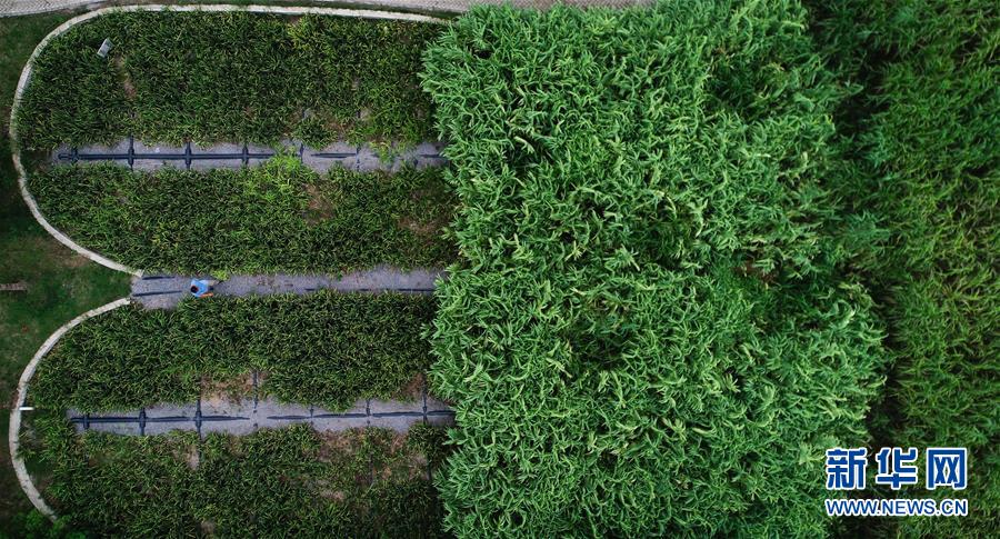 （在習(xí)近平新時(shí)代中國(guó)特色社會(huì)主義思想指引下&mdash;&mdash;新時(shí)代新作為新篇章&middot;圖文互動(dòng)）（3）稀奇！治污濕地成了休閑公園&mdash;&mdash;江蘇蘇州全域推進(jìn)農(nóng)村生活污水治理