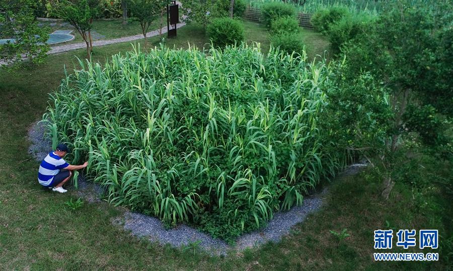 （在習(xí)近平新時(shí)代中國(guó)特色社會(huì)主義思想指引下&mdash;&mdash;新時(shí)代新作為新篇章&middot;圖文互動(dòng)）（4）稀奇！治污濕地成了休閑公園&mdash;&mdash;江蘇蘇州全域推進(jìn)農(nóng)村生活污水治理