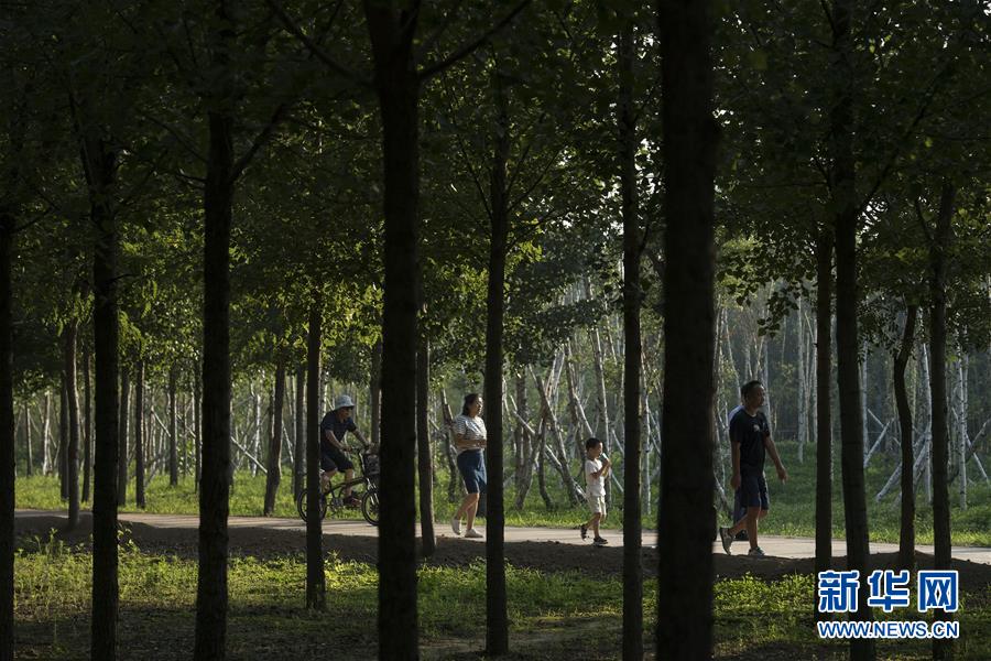 （環(huán)境）（6）陜西合陽(yáng)：生態(tài)屏障建設(shè)見(jiàn)效