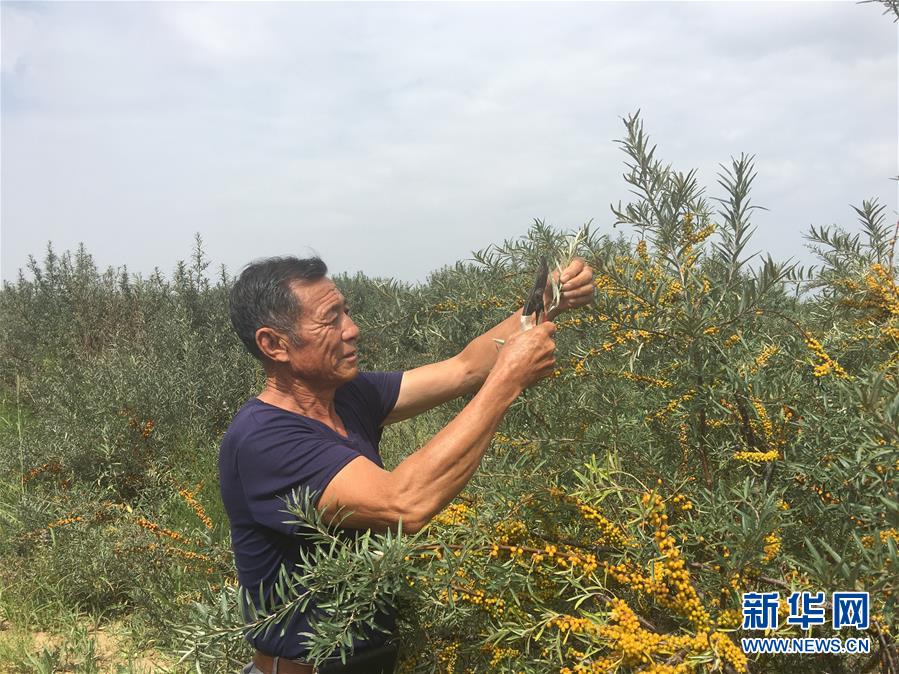 （新華全媒頭條&middot;在習(xí)近平新時(shí)代中國(guó)特色社會(huì)主義思想指引下&mdash;&mdash;新時(shí)代新作為新篇章&middot;圖文互動(dòng)）（9）綠富同興畫卷在沙海中鋪展&mdash;&mdash;庫布其沙漠生態(tài)治理紀(jì)實(shí)