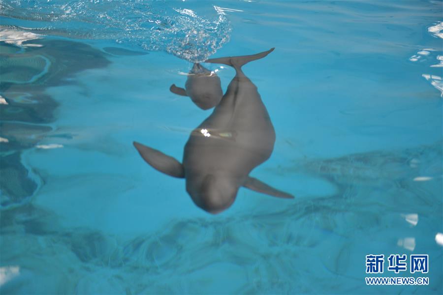 （圖文互動）（2）從消失的白鱀豚到人工繁殖江豚&mdash;&mdash;三個故事見證長江生態(tài)保護變遷