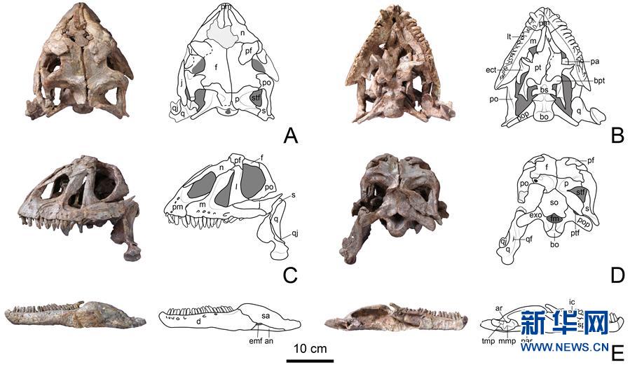 （圖文互動(dòng)）（3）云南祿豐發(fā)現(xiàn)基干蜥腳型類恐龍新屬種&ldquo;孫氏彝州龍&rdquo;