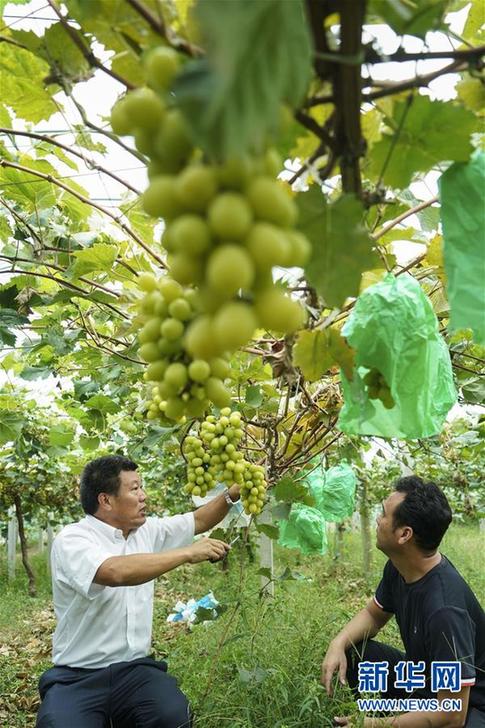 （豐收的味道&middot;圖文互動）（2）露濃壓架葡萄熟&mdash;&mdash;江蘇灌南縣葡萄產(chǎn)業(yè)&ldquo;變身記&rdquo;