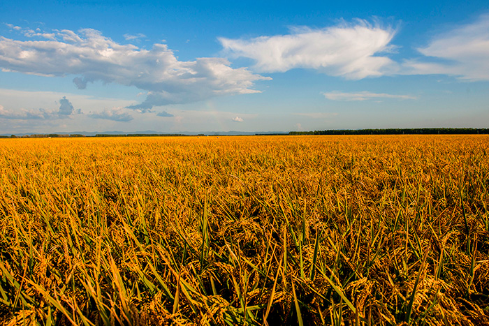秋收的中國(guó)，你想象不到的美！但更美的是&hellip;&hellip;